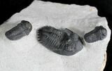Metacanthina & Two Gerastos Trilobites - Mrakib, Morocco #28613-3